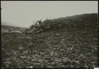 Grassy hillside at Marion with scrub bushes and scattered stones, a plain and low hills to the left