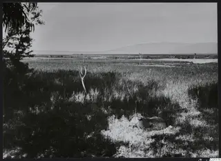 Topography at Marion: a grassy plain with a lying animal in the foreground and a mountain ridge on the horizon