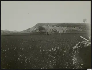 Field of crops below an eroded hillside at Marion, with a tree and a small white tent on the slope.