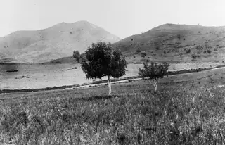 Open landscape with two small trees in grass, low hills behind, before the excavation at Soli