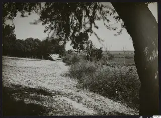 Dirt road through bushes and trees at Marion, with the sea on the horizon.