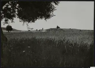 Wheat field at Marion with olive branches overhead, a tent on a low mound, and small figures of people beyond