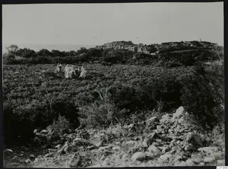 Scrubby field at Nitovikla on the Karpas Peninsula, with a group of people in pale clothing among stones and bushes.