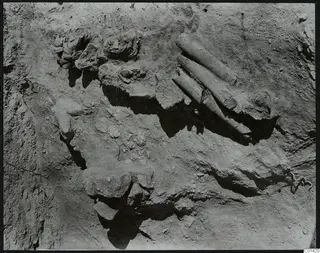 Excavated soil at Ayios Iakovos with long bones lying diagonally in the ground beside stones