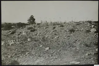 Rocky hillside with scattered stones, shrubs and a windblown tree at Nitovikla on the Karpas Peninsula.
