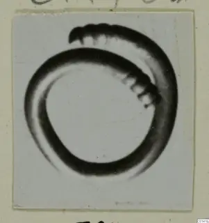 Dark ring-shaped object with an overlapping coil and ridged segments, shown in a print mounted on card