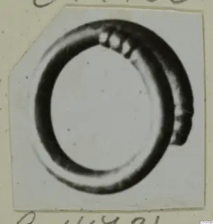 Ring from Tomb 60 at Marion, shown in a small photograph mounted on a card