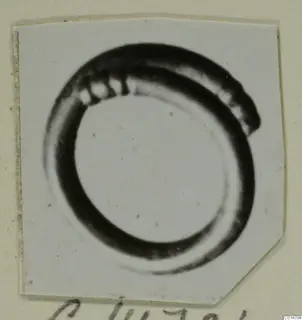 Ring from Tomb 60 at Marion, a dark looped band with a notched upper edge, on a card mount