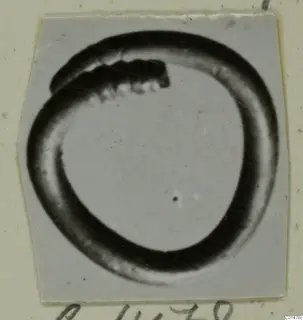 Ring from Marion: a thick hoop with one end overlapping the body, shown as a mounted print
