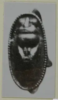 Blurred photograph of a single oval object with a dotted rim and a small loop, mounted on a pale card.