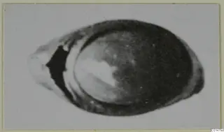 Blurred photograph of a single oval object with a dark rim and a pale patch inside.