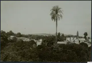 View across a dense green tree canopy with houses and a tall palm, with hills behind