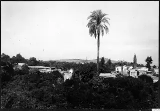 View over dense trees and low buildings towards distant hills, with a tall palm tree rising above them.