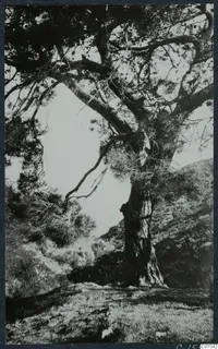 Large spreading tree on a grassy slope at Vouni, with hills rising behind it.