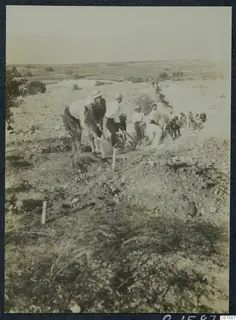 Workers digging with shovels in a trench at Soli, with a tree at the left edge and fields beyond.
