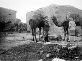 Erik Sjöqvist and Miss Atterman with loaded camels at the Karpas peninsula