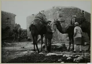 Erik Sjöqvist and Miss Atterman standing with loaded camels in front of stone buildings on the Karpas peninsula.