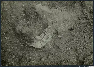 Broken pottery sherds lying in sandy soil at Vouni Palace, partly covered by earth.