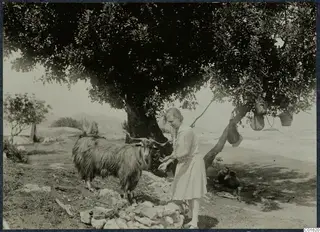 Gudrun Atterman with the goat Filoxenos II beneath a large tree at Vouni