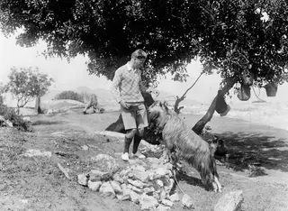 Alfred Westholm standing beside a long-haired goat under a tree at Vouni