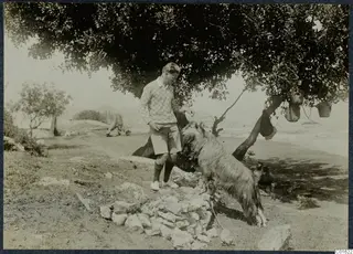 Alfred Westholm standing beside the goat Filoxenos II under a tree at Vouni