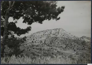 View of Vouni hill from the west, with a pine tree in the foreground.