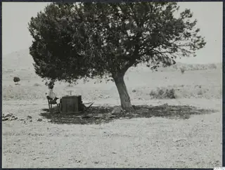 Erik Sjöqvist seated on a folding chair in the shade of a large tree at Ayios Iakovos
