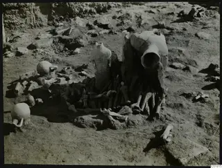 Finds in situ at Ayia Irini: two large jars and small jugs among a heap of bones on excavated ground