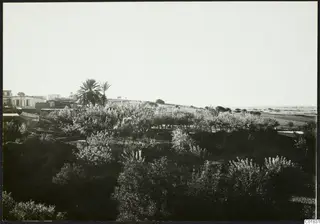 Landscape view of orchard trees and a palm grove with low buildings at Ayia Irini, with open flat ground beyond.