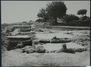 Excavated foundations and wall remains at Vouni, with an olive tree rising behind them on a hillside.