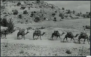 Caravan of five camels loaded with brushwood, walking along a dirt track below rocky hills near Ayios Iakovos.