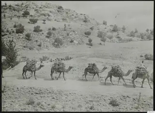 Caravan of loaded camels walking along a dirt track below bare, rocky hills near Ayios Iakovos