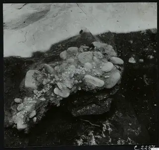 Excavated earth mound at Amathus with rounded stones and many small pale rings scattered across its surface