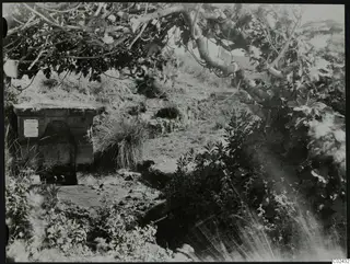 Cult tree and spring at Syrianochori: a stone spring structure with an arched recess beneath a spreading tree