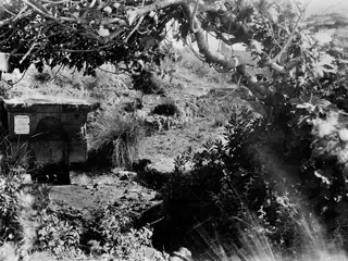 Cult tree and spring at Syrianochori, with a stone spring structure below a large overhanging tree