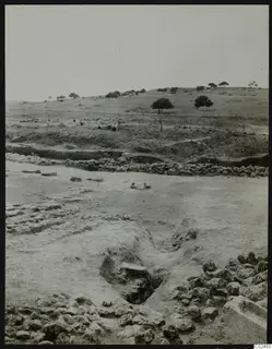 Excavation at Ayia Irini with lines of stone foundations, an open cutting in the earth, and trees on the slope behind.
