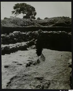 Excavation at Ayia Irini with rough stone walls, a dug trench and a tree on the spoil heap behind