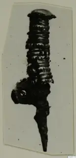 Corroded metal pin from Enkomi with a ridged, coiled shaft and a rounded head