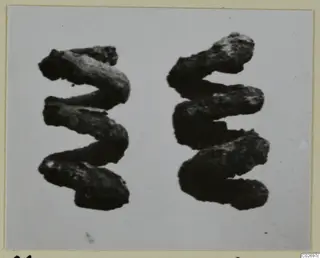 Two corroded bronze spiral ornaments from Marion, Tomb 41, shown side by side