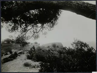 Hilltop view at Vouni under a pine branch, with a dirt path, scrub and a rocky rise falling away toward the sea.