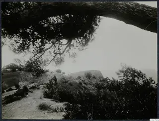 Vouni topography: a rocky hillside with scattered stones and pine trees, a pine branch framing the view