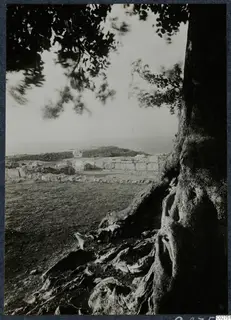 Ruined stone walls of the palace at Vouni seen past the trunk and exposed roots of a large tree