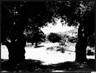 Two large trees framing a dirt track that leads toward a bush-covered hillside near Vouni