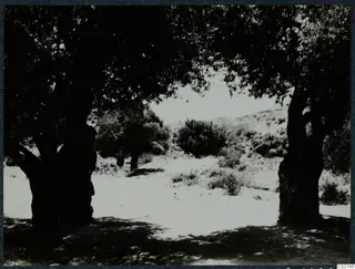Two large trees frame a scrubby hillside along the road to Vouni