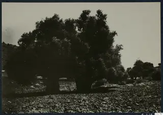 Two large trees on stony ground at Mersinaki, with a hillside and smaller trees behind them.
