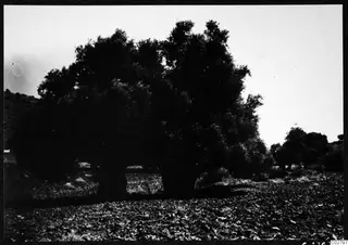 Large dense tree with two trunks in a stony field at Mersinaki, with a hill and smaller trees behind