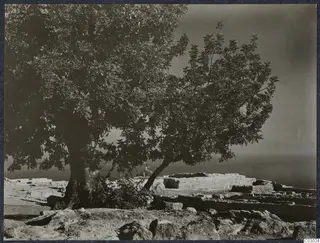Trees beside low stone walls and rock on a hilltop at Vouni, with the sea beyond