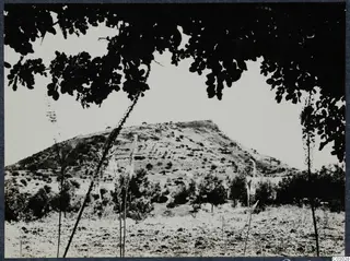 Vouni Palace hill seen through overhanging tree branches, with tall flowering plants in the foreground
