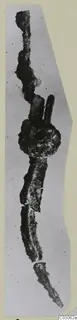 Corroded iron tools, including a scoop, shown as a long dark metal object on a pale grey background