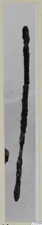Long corroded bronze pin photographed upright